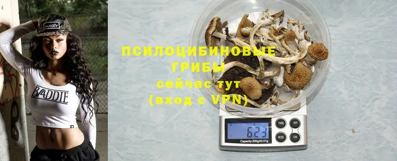 Псилоцибиновые грибы Cubensis  Баксан 